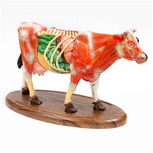 بازی آموزشی مدل مولاژ آناتومی گاو کد A022-Wooden