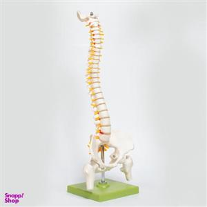 بازی آموزشی مدل مولاژ مینی ستون فقرات انسان کد A026