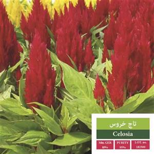 بذر گل تاج خروس بذر طلایی رویان کد BZTR-010