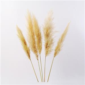 گل خشک پامپاس مدل AG101 بسته 5 عددی