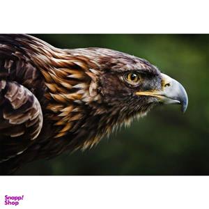 تابلو شاسی طرح پرنده عقاب مدل T1452