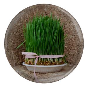 مگنت طرح سبزه عید نوروز مدل S5702
