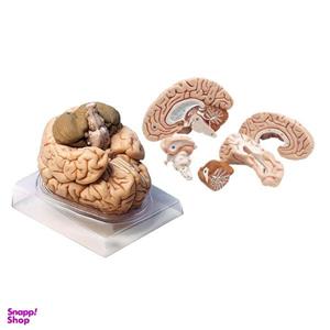 بازی آموزشی مدل مولاژ مغز انسان مدل 4Parts کد A4