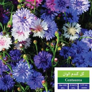 بذر گل گندم الوان بذر طلایی رویان کد BZTR-029