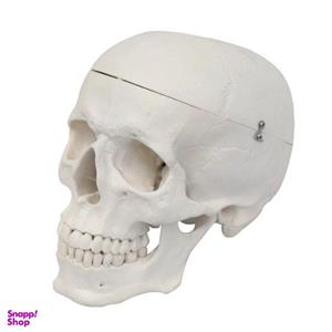 بازی آموزشی مدل مولاژ آناتومی جمجمه انسان کد Skull-N