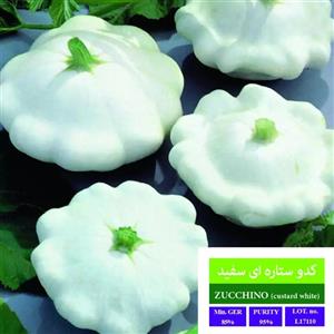 بذر کدو ستاره ای سفید بذر طلایی رویان کد BZT-138