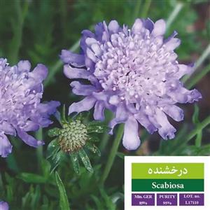 بذر گل درخشنده بذر طلایی رویان کد BZTR-040