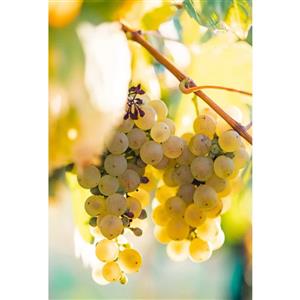 تابلو شاسی طرح درخت و خوشه انگور مدل T1866