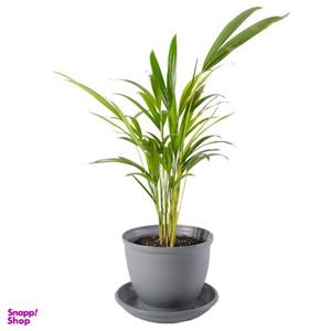 گیاه طبیعی نخل اریکا مدل P-01