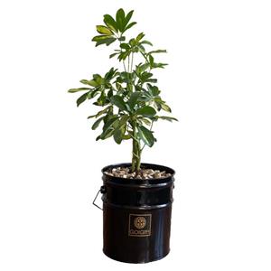 گیاه طبیعی شفلرا ابلق گل گیفت کد GP014