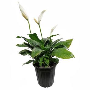 گیاه طبیعی اسپاتی فیلیوم مدل 5161615