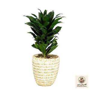 گیاه طبیعی دراسنا کامپکت کد AS-16