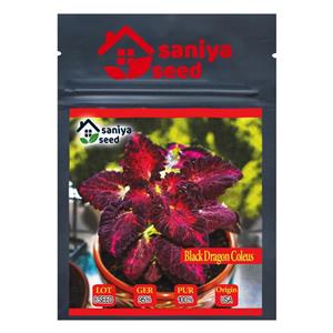 بذر گل حسن یوسف بلک دراگون سانیا سید مدل Black Dragon