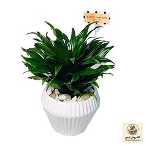 گیاه طبیعی کامپکت دراسنا گل گیفت کد GP008