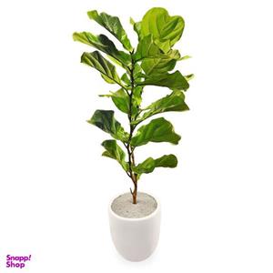 گیاه طبیعی فیکوس آفریقایی گلیتال مدل GTL132