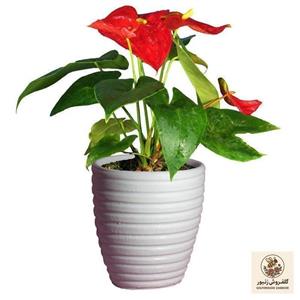 گیاه طبیعی آنتوریوم کد AS-23-4