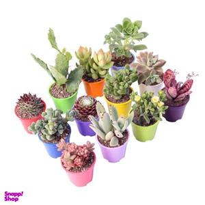گیاه طبیعی کاکتوس و ساکولنت آیدین کاکتوس کد CB-004 بسته 12 عددی