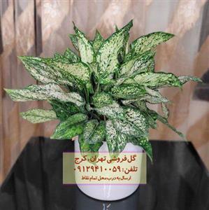 گل طبیعی اگلونما سبز کد 107