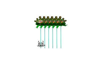 تاپر تم جنگل 6 عددی