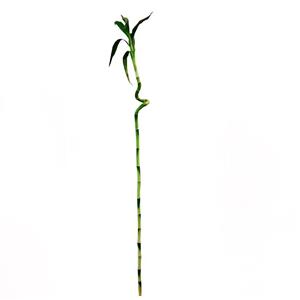 گیاه طبیعی بامبو کد D-16 