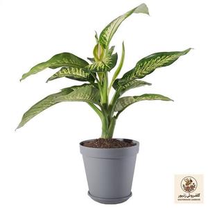 گیاه طبیعی دیفن باخیا مدل P-27