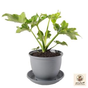 گیاه طبیعی برگ انجیری فر مدل P-08