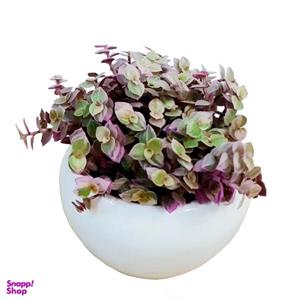 گیاه طبیعی کالیسیا مدل C-45