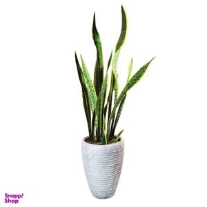 سانسوریا شمشیری ابلغ کدAS-102