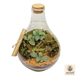 تراریوم گیاه طبیعی مدل طاووس