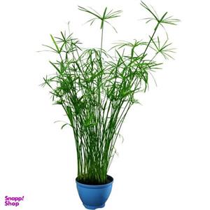 گیاه طبیعی نخل مرداب کد 101