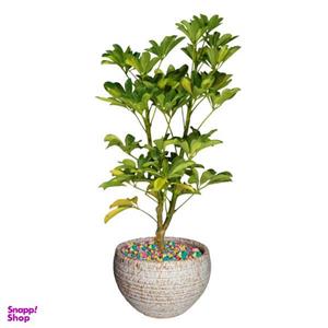 گیاه طبیعی شفلرا ابلغ کد As-19.1