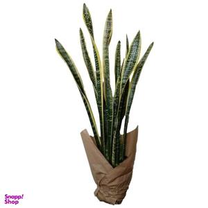 گیاه طبیعی سانسوریا ابلق کد zz01