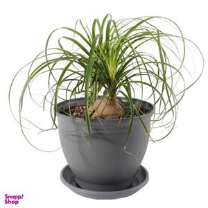 گیاه طبیعی لیندا مدل P-02