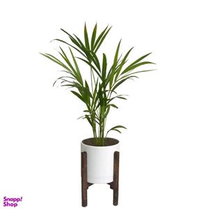 گیاه طبیعی نخل اریکا مدل 232
