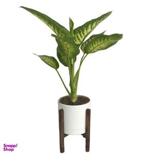 گیاه طبیعی دیفن باخیا مدل 232