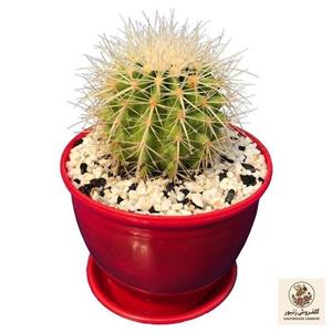 گیاه طبیعی کاکتوس اچینو گرزونی تیغ سفید مدل HZ-235