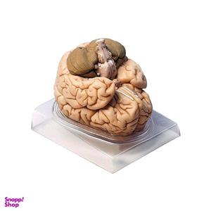 بازی آموزشی مدل مولاژ مغز انسان مدل 2Parts کد A2