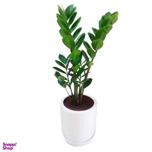 گیاه طبیعی زاموفیلیا گرین لایف مدل P1003