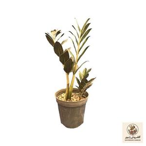 گیاه طبیعی کاکتوس زامفیلیا بلک مدل BLC-z1