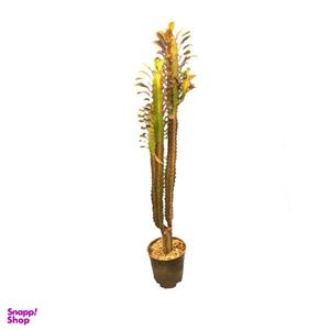 گیاه طبیعی کاکتوس تریگوانا قرمز کد FOR-8