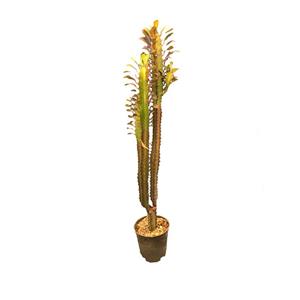 گیاه طبیعی کاکتوس تریگوانا قرمز کد FOR-8