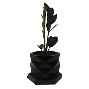 گیاه طبیعی زاموفیلیا سوپربلک کد MS-04G