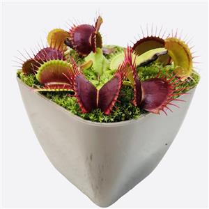 گیاه طبیعی گوشتخوار ونوس مدل Ven01