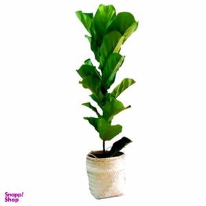 گیاه طبیعی فیکوس آفریقایی مدل P1002
