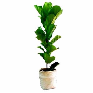 گیاه طبیعی فیکوس آفریقایی مدل P1002