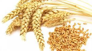 گندم فله ای 