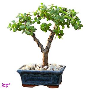 گیاه طبیعی بونسای جید مدل j250