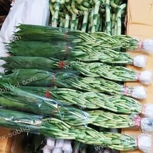 گیاه بامبو ابلق کد B04