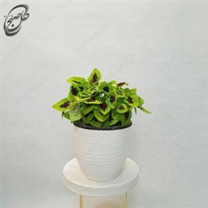 گیاه حسن یوسف طرح H-071