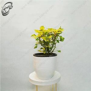 گیاه حسن یوسف تایلندی طرح H-073